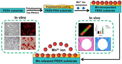 Corrigendum: Coating of manganese functional polyetheretherketone implants for osseous interface integration